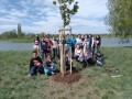ZŠ Jana Broskvy - výsadba stromů